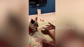 Pet owner's party trick fails to baffle sharp French Bulldog