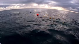 Trapped 33ft humpback whale rescued from net off Australian coast