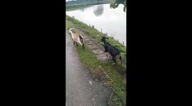 Village nature  two goats fighting clip in village road