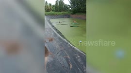 Passing local swims through alga-covered pond to save stranded dog