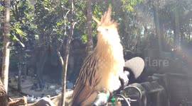 Bird lands on recording camera in Animalia Park in Cotia, Brazil