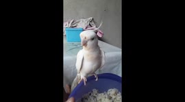 Uma história de um dia em paz onde se tinha um celular para capturar momentos