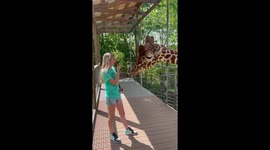 Jiggy The Giraffe And Friend Share A Meal