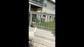 Pupper Escapes From Pool Confinement