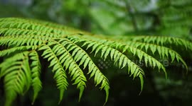 Dinosaur-age tree ferns discovered in central China