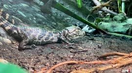 Baby Caiman Stuns Zookeepers By Hatching A Month Early In Zurich, Switzerland