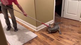 Five-foot-long alligator captured after entering home through the DOGGY DOOR