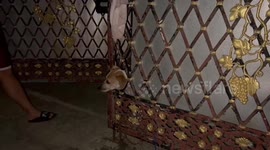 Rescue volunteers cut through steel gate to save terrified pet dog trapped between grates