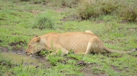 Lion Drinking water