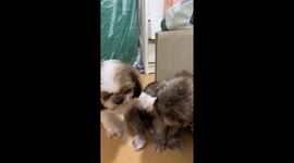 Barking Dog Interrogates Friend