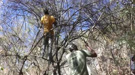 Zimbabwean artist uses invasive plant to make giant sculptures