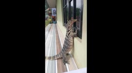 Unusual sunbathing buddy: large lizard pet enjoys window peeping in Bandung, Indonesia