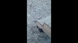 Barking heroes: dogs unite against bear to protect puppies in Yakutia