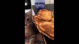 Adventures of Morty: the mischievous pancake bandit