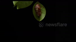 Cicada Emerges From Metamorphosis