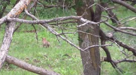 Coywolf Pup spotted at the top of Qu'appelle Valley today #Saskatchewan #Wildlife
