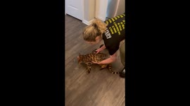 Rufus Refuses The Harness