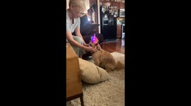 Chewie the Glowing Unicorn Dog