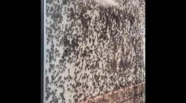 US farmers face unprecedented wave of crop-eating insects