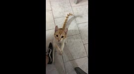 Cat Uses Tiny Paws To Say Please