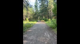 Son Mistakes Deer For Kangaroo