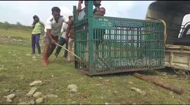 10 feet long crocodile rescued from ditch by forest department in Mandsaur