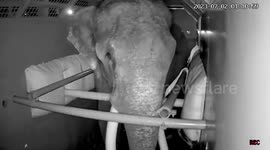 Watch ailing elephant's epic journey home from Sri Lanka to Thailand for medical treatment