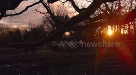 Horses are at the  sun set