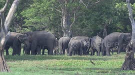 ab baby tusker served after eating fire cracks in the village