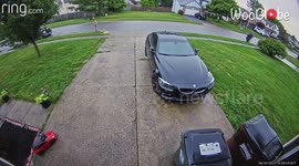 Adventurous French Bulldog runs into the street and gets HIT by a car