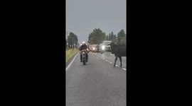 This cow has serious beef with passing motorists