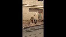Cats Try to Reach Rat
