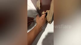 Animal lover rescues baby bat stuck inside wooden door
