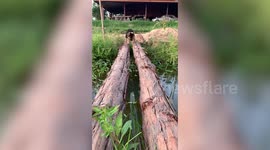 Determined puppy learns how to cross makeshift tree branch bridge