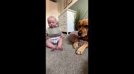 Mum reveals the special bond between her baby and Labrador which makes them like BROTHERS PART 2/2