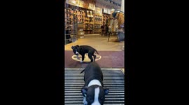 Cute puppies greet customers in a shop in Stockholm, the capital of Sweden