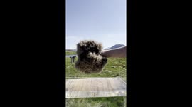 The Incredible Hydrophobic Qualities of Icelandic Eiderdown