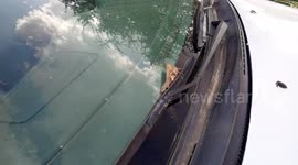 Nature, cricket mating on car hood.filmed with all the details. Dont miss the show!!!