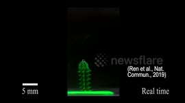 Pangolin-inspired medical robot can roll around inside your body