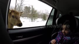 Pigs give drive-through safari patrons hilarious surprise