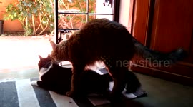 Neck-biting, randy cat