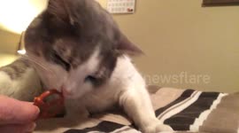 Who knew cats like eating pretzels?