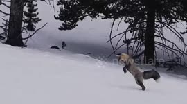 Gray Fox hunts a (insert rodent name here)