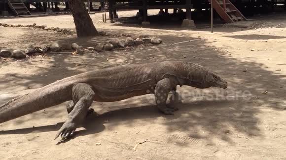 Komodo dragons are huge!