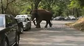 Wild elephant goes on a rampage in China, damaging more than a dozen cars