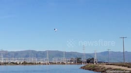 Seagull attacks and kills Duck.