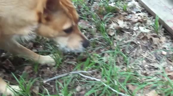 Dog totally confused by tortoise