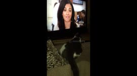 Kitten watches tv
