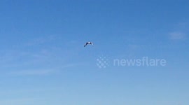 Seagull attacks and kills Duck. [Part 2/3]