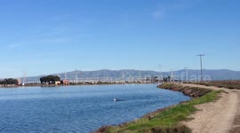 Seagull attacks and kills Duck. [Part 1/3]